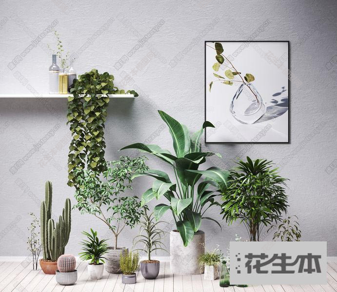 现代植物组合3d模型「免费下载」现代植物组合403971.jpg(1)